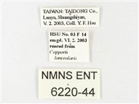 黃裙脈粉蝶藏品圖，第3張