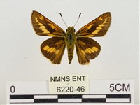 熱帶橙斑弄蝶藏品圖，第1張