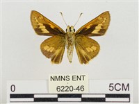 熱帶橙斑弄蝶藏品圖，第2張