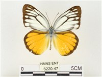 黃裙脈粉蝶藏品圖，第1張