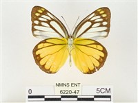 黃裙脈粉蝶藏品圖，第2張