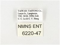 黃裙脈粉蝶藏品圖，第3張