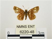 小黃星弄蝶藏品圖，第1張