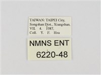 小黃星弄蝶藏品圖，第3張