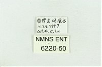 嘉義眉眼蝶藏品圖，第3張