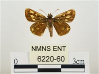 小黃星弄蝶藏品圖，第1張