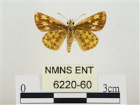 小黃星弄蝶藏品圖，第2張