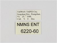 小黃星弄蝶藏品圖，第3張