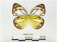 黃裙脈粉蝶藏品圖，第2張