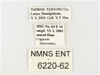 黃裙脈粉蝶藏品圖，第3張