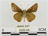 假禾弄蝶藏品圖，第2張