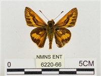 熱帶橙斑弄蝶藏品圖，第1張