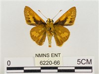 熱帶橙斑弄蝶藏品圖，第2張