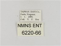 熱帶橙斑弄蝶藏品圖，第3張