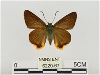 褐翅綠弄蝶藏品圖，第1張