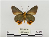 褐翅綠弄蝶藏品圖，第2張