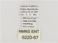 褐翅綠弄蝶藏品圖，第3張