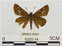 假禾弄蝶藏品圖，第1張