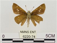 假禾弄蝶藏品圖，第2張