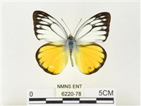 黃裙脈粉蝶藏品圖，第1張