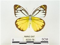 黃裙脈粉蝶藏品圖，第2張