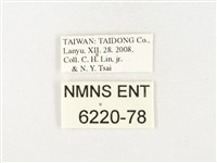 黃裙脈粉蝶藏品圖，第3張