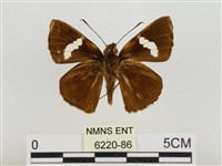 連紋袖弄蝶臺灣亞種藏品圖，第2張