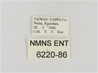 連紋袖弄蝶臺灣亞種藏品圖，第3張