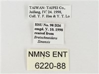 飛龍白粉蝶藏品圖，第3張
