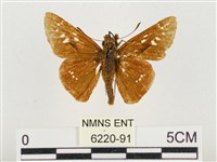 中華褐弄蝶藏品圖，第1張