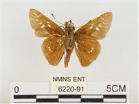 中華褐弄蝶藏品圖，第2張