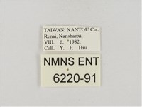 中華褐弄蝶藏品圖，第3張