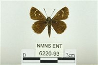 弧弄蝶藏品圖，第1張