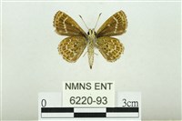 弧弄蝶藏品圖，第2張