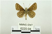 弧弄蝶藏品圖，第2張