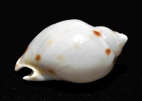 斑點小鬘螺藏品圖，第3張
