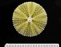 馬糞海膽藏品圖，第2張