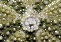 馬糞海膽藏品圖，第3張