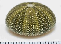 馬糞海膽藏品圖，第4張