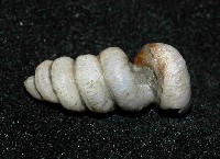蚯蚓螺藏品圖，第3張