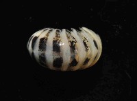 條紋木球馬陸藏品圖，第2張