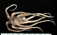 北海岸鉤嘴仔新種章魚藏品圖，第1張