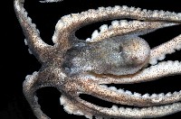 北海岸鉤嘴仔新種章魚藏品圖，第2張