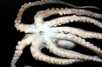北海岸鉤嘴仔新種章魚藏品圖，第3張