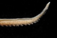 北海岸鉤嘴仔新種章魚藏品圖，第4張