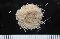 未知種侏儒頭帕(暫譯)藏品圖，第4張