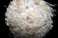 未知種侏儒頭帕(暫譯)藏品圖，第2張