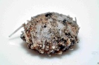 未知種侏儒頭帕(暫譯)藏品圖，第3張