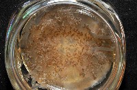 倒立水母(仙后水母)藏品圖，第1張