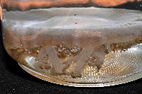 倒立水母(仙后水母)藏品圖，第3張